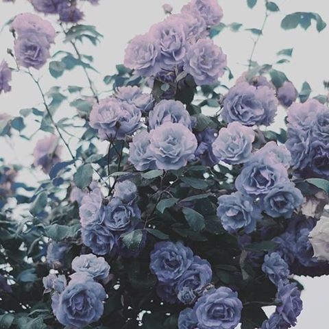  purple  roses  on Tumblr