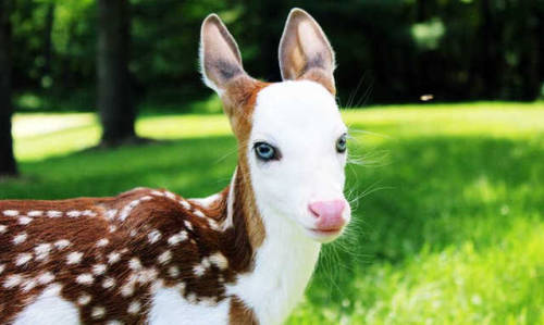 awwww-cute:This beautiful deer was raised by humans. (Source:...