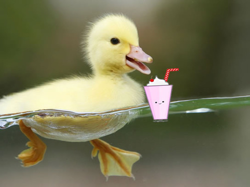 baby duck on Tumblr