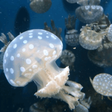made with tumblr gif monterey bay aquarium jellyfish