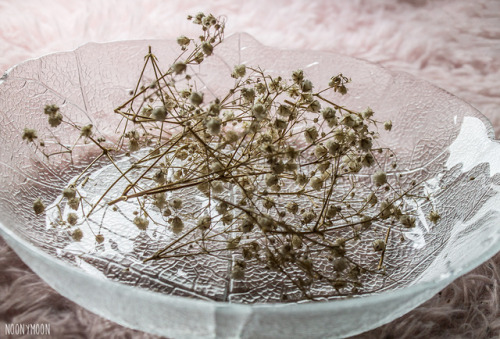 noonymoon:baby’s breath ♡it symbolises innocence, purity...