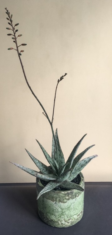 succulentinterrupted:Aloe hybrid “silver star” in 6