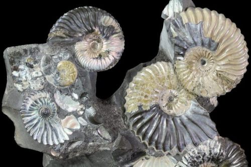 fossilera:Gorgeous, 5.8" Tall Iridescent Ammonite Cluster...