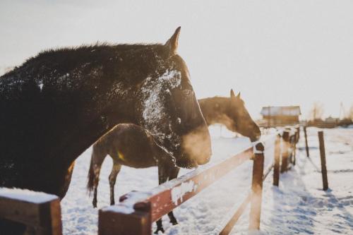 horses animals wild animals wild life whi photography travel explore adventure lensblr filmisnotdead filmisalive filmisbetter filmisback canon photography nikon photography kodak portra 400 kodak portra 160 portra 400 vintage new era