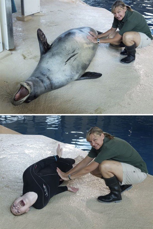 cockyhorror:catsbeaversandducks:What Happens When Zookeepers...