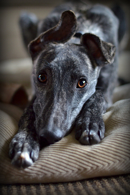 Greyhound Adoption League of Texas www.galtx.org — themountainlaurel ...