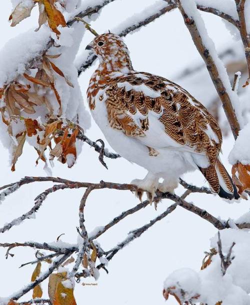 ollebosse:Alaskan state bird Willow Ptarmigan (Lagopus...