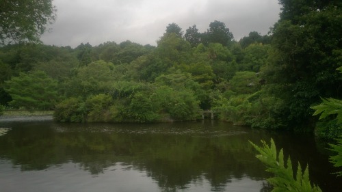 tacoriichi