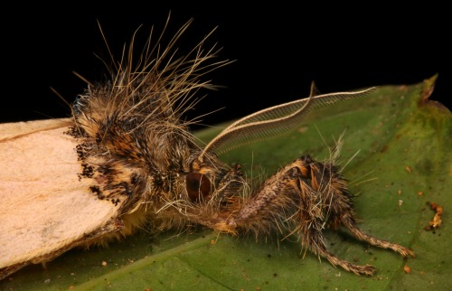 sinobug