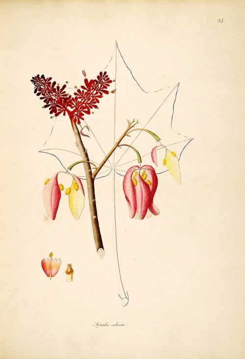 wapiti3:Plants of the coast of CoromandelBy Roxburgh, William,...