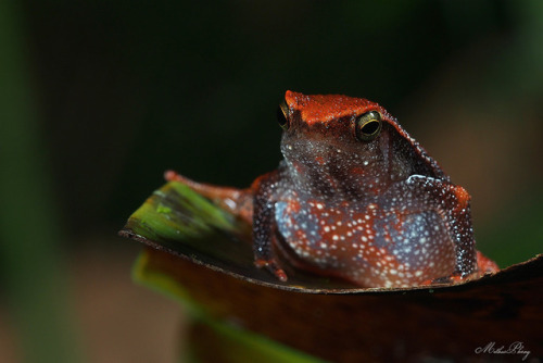 toadschooled:When it comes to frogs, sometimes you’re neither...