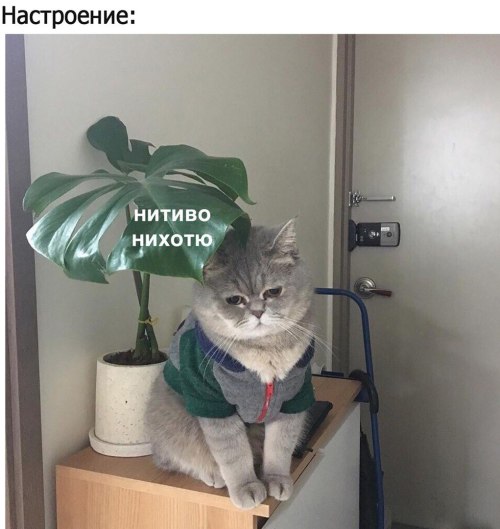kitty-cutie-pie-cat