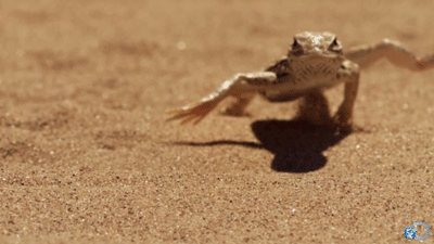 Пустынные бега. Ящерица, которая бегает по песку. Ящерица бежит. Ящерица ползет. Ящерица бежит по пустыне.