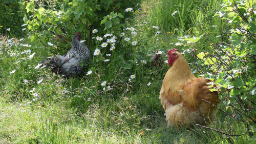 chickens-and-muscovyducks:In The Bushes, Hunting Berries.