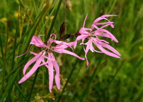 regnum-plantae:Lychnis flos-cuculi, CaryophyllaceaeWhen I...