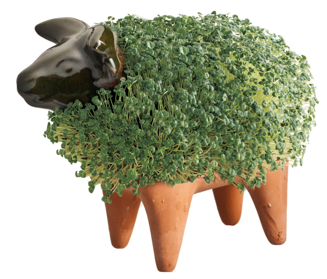 chia pet on Tumblr