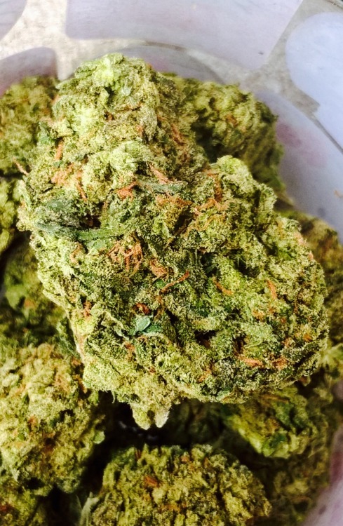 shelovesplants:Gods Gift in my Jar and loving this Strain...