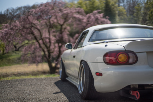 livewithroadster:ロードスターと桜