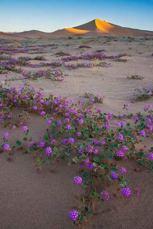 phantastrophe:Death Valley, California | Photographer: Guang...