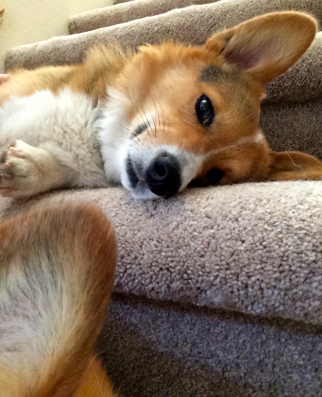 Stubbie 'Stu' the corgi : Lazy Corgis Chilling on the Stairs! Stu: ‘Hi