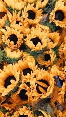Mazzo Di Fiori Tumblr 100+ epic best sfondo girasoli hd. mazzo di fiori tumblr