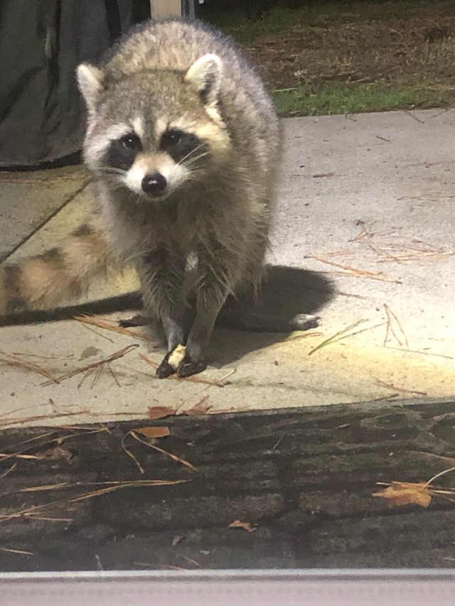 raccoon on Tumblr