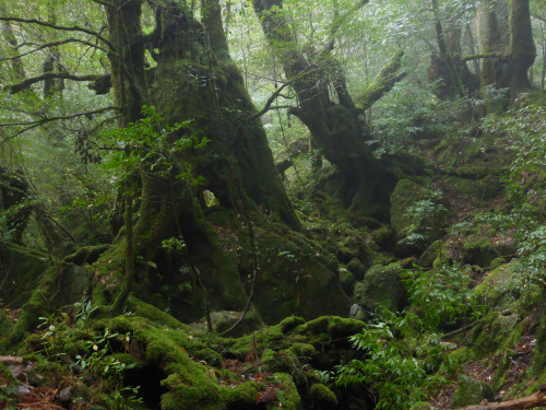 90377:Shiratani Unsuikyo - Yakushima by Obilabilon