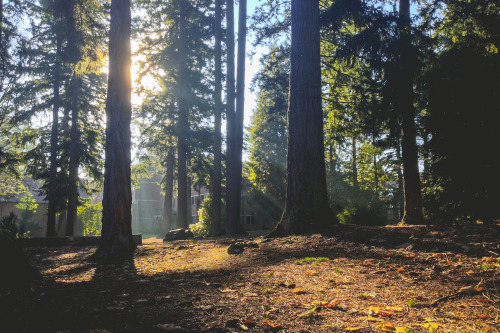 northwezt:Puget Sound. November 2013