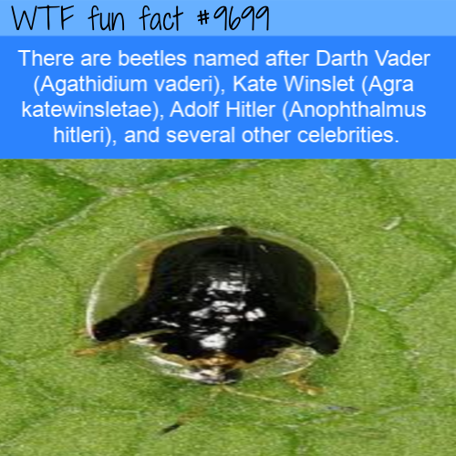 There are beetles named after Darth Vader (Agathidium vaderi), Kate Winslet (Agra katewinsletae), Adolf Hitler (Anophthalmus hitleri), and several other celebrities.