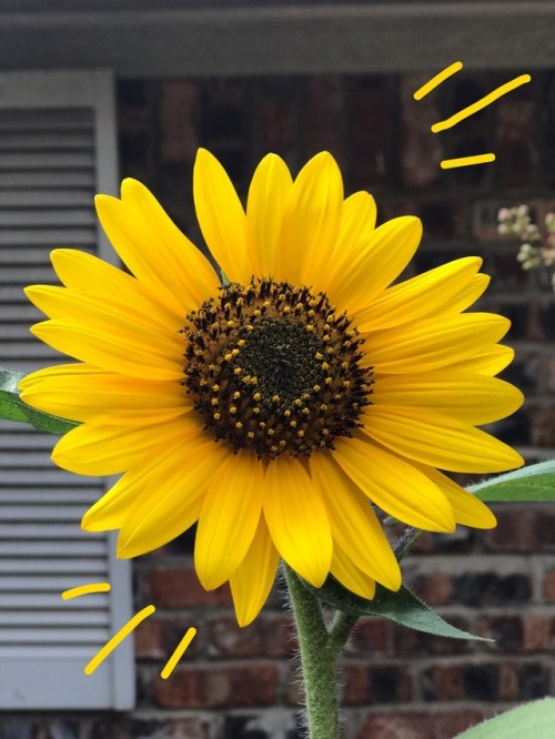 Sunflower yellow aesthetic  Tumblr