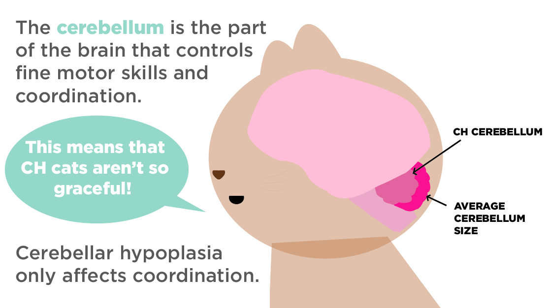 The Tiny Tabby — Do you know about Cerebellar Hypoplasia ...