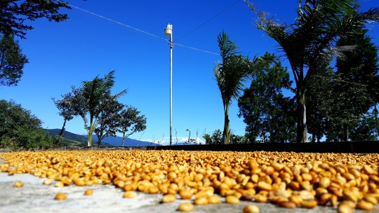 Specialty coffee being processed on location in Costa Rica