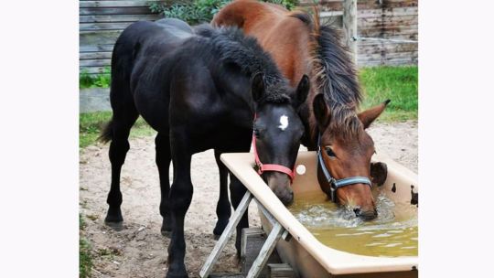 CAV Rassen die Leser reiten Leserfotos Eileen Brock