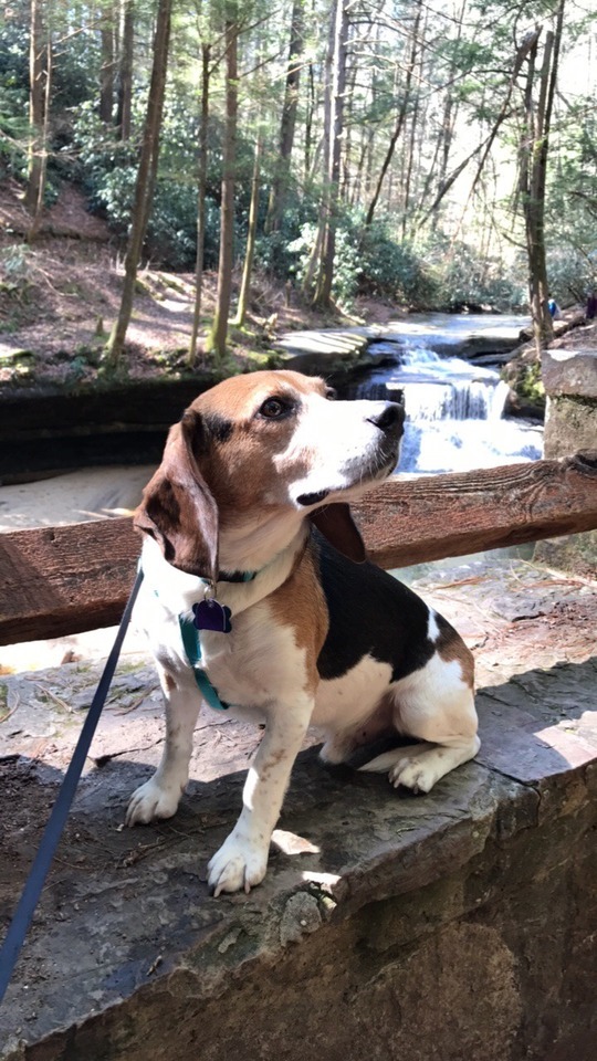 beagle hiking