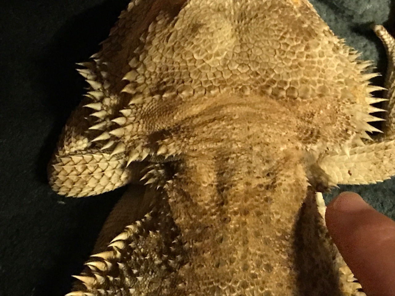 Small Lump On Beard Bearded Dragon Org