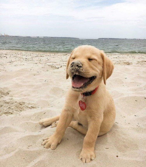 babydogdoo:my puppy loves the beach