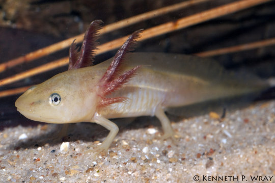 “Axolotls” are problematic: Dicamptodon as a short case study of ...