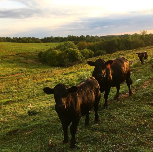 juliebuckles:loves of my life also apparently it’s cow...