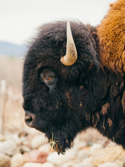 americayall:Buffalo Farm. Gilford, New...