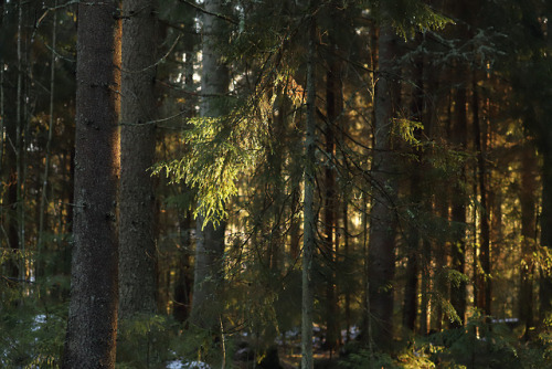 michaelnordeman:A quiet moment. Värmland, Sweden.