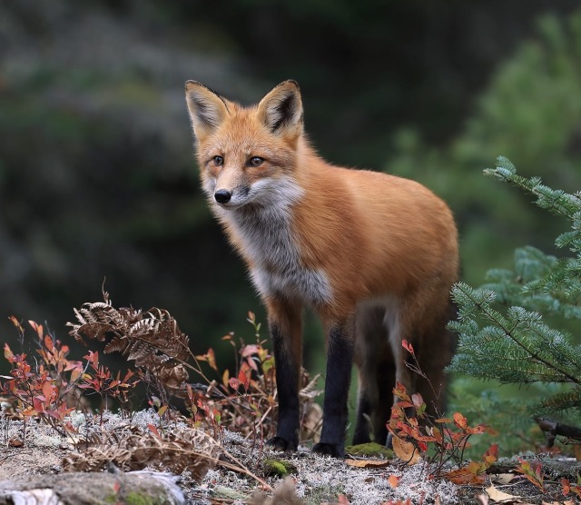 Introverts Unite! — beautiful-wildlife: Fall Fox by © Megan Lorenz