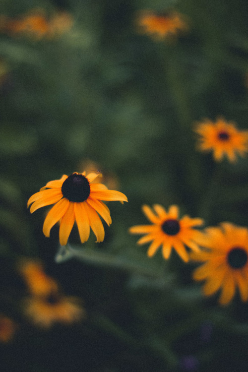flower photography on Tumblr