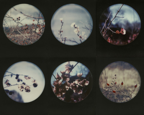 o-rel:winter, polaroid sx-70 alpha1 model2 [impossible color...