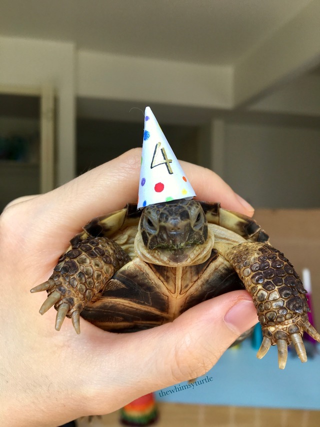 the whimsy turtle — Four!!, Part 1: Party Hat! (Parts 2, 3, 4, 5, 6,...