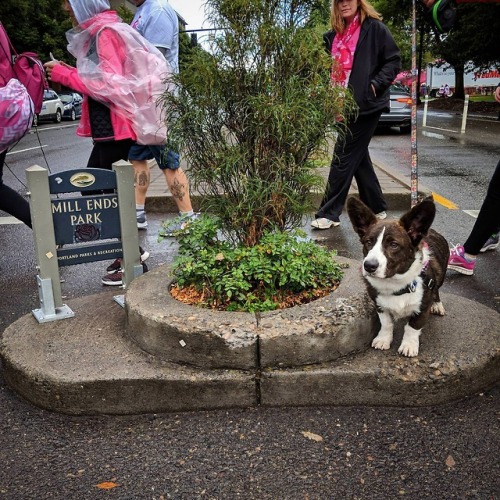 corgikistan:World’s smallest park meets Portland’s cutest...