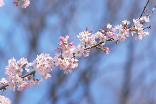 matryokeshi:March 25, 2017. Sakura blossoms in Tokyo, Japan