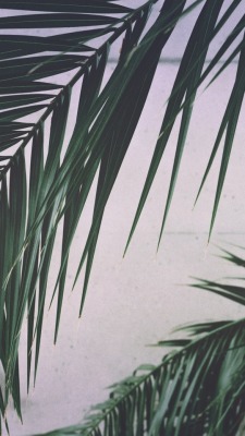 Download 51 Koleksi Background Tumblr Leaves Gratis Terbaik