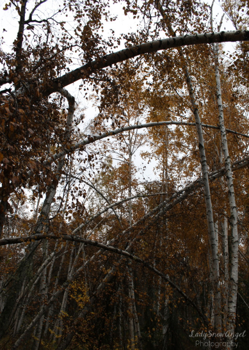 ladysnowangel:Bent Birch TreesSociety6 | Tumblr | Twitter |...