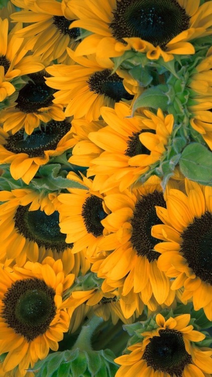 sunflower background | Tumblr