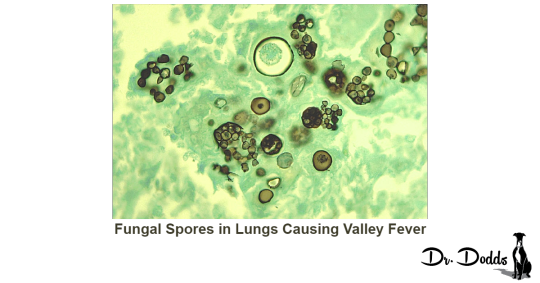 Valley Fever on the Rise | Dr. Jean Dodds